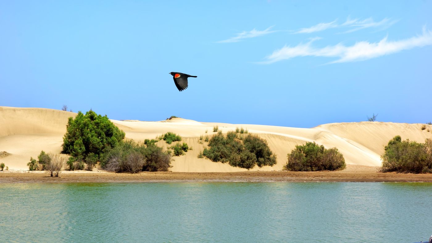 Apartamentos-Cocoteros-Beach-59