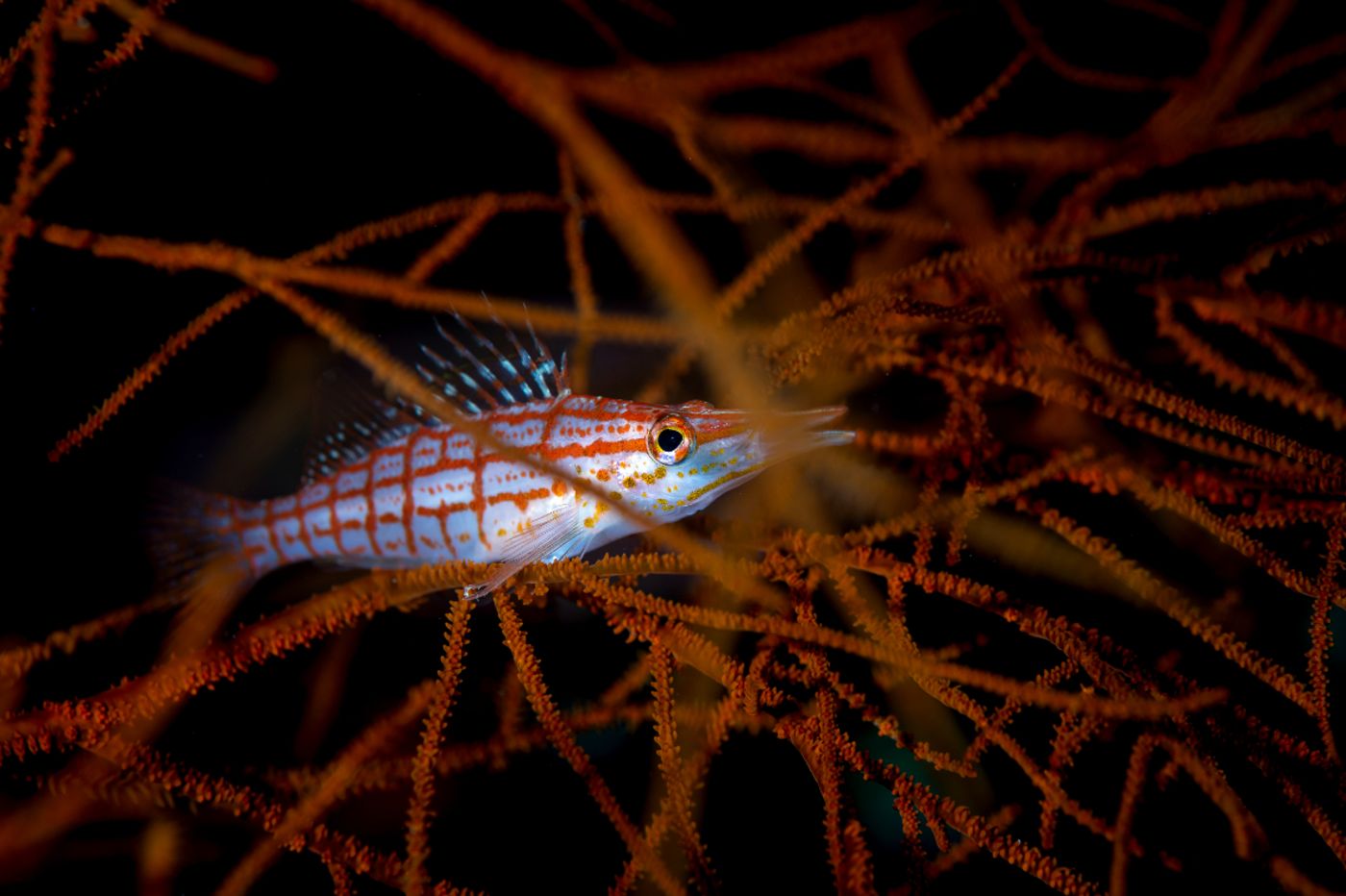 COMO Cocoa Island 19.11