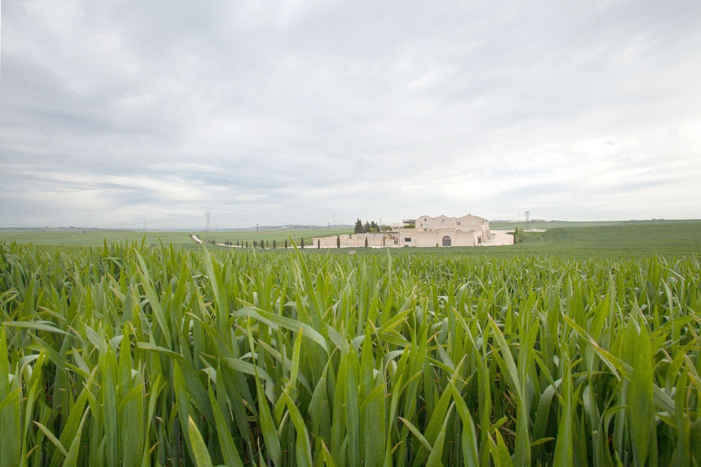 Tenuta Danesi-Italy-MATERA-General view-5