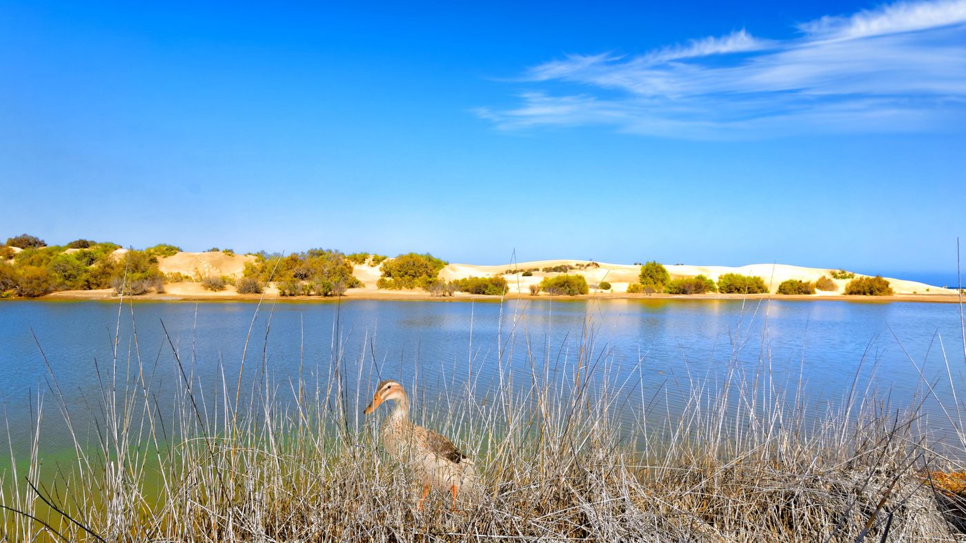 Apartamentos-Cocoteros-Beach-58