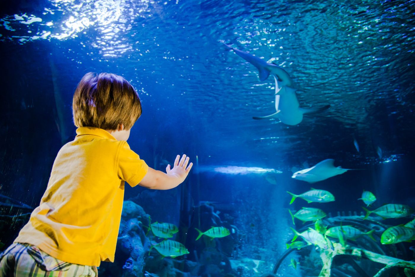 L-elysee-Val-D-europe-Sports-and-Entertainment-50