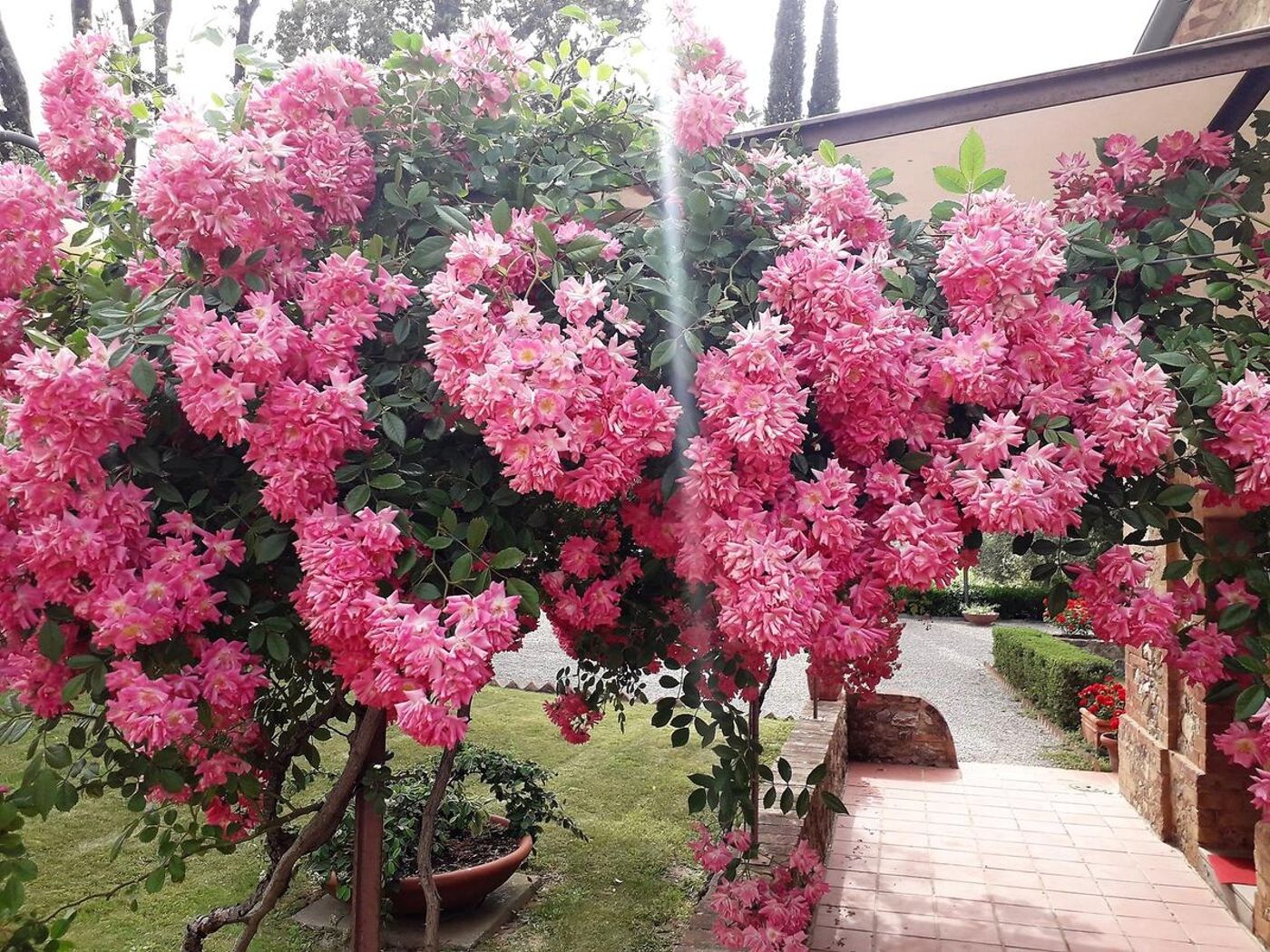 Villa Curina Resort-Italy-CASTELNUOVO BERARDENGA -General view-6