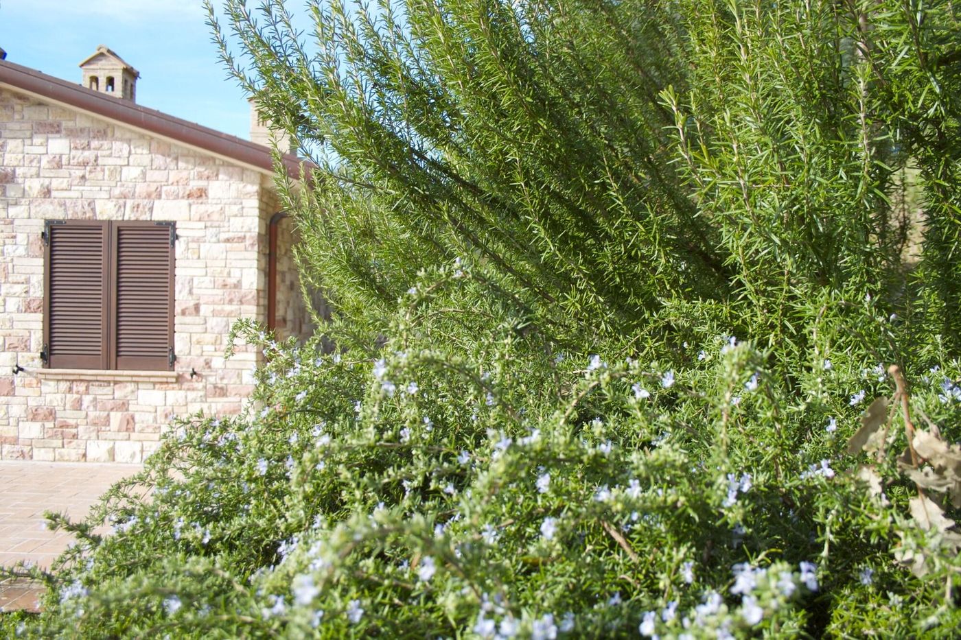 B&B Lavanda e Rosmarino-Italy-ASSISI-General view-5