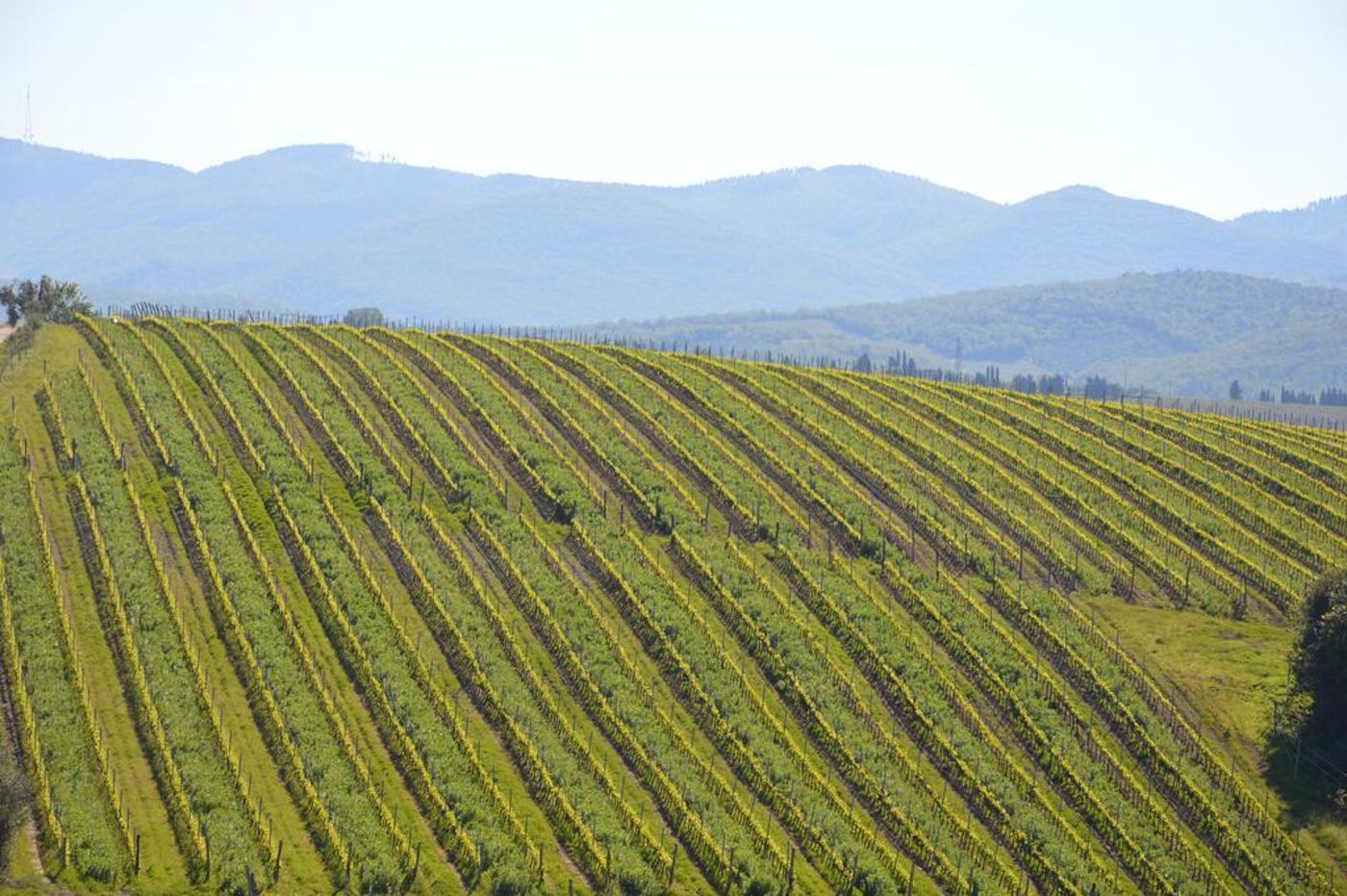 Eh-Villa-Dievole-General-view-59