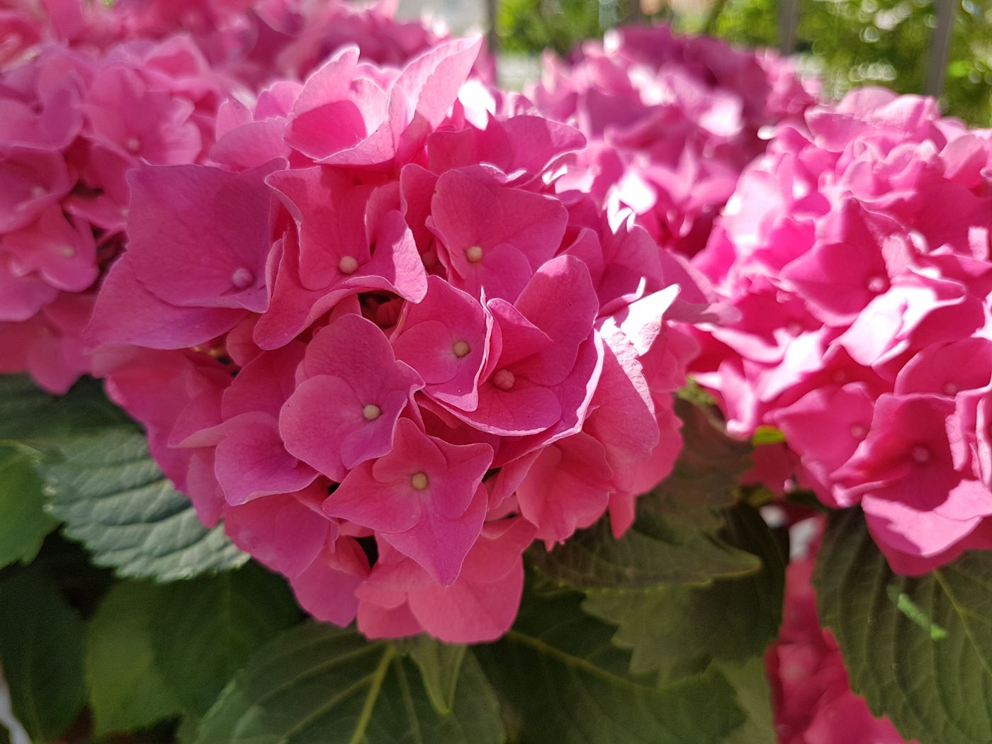 Apartments-Silvija-General-view-6