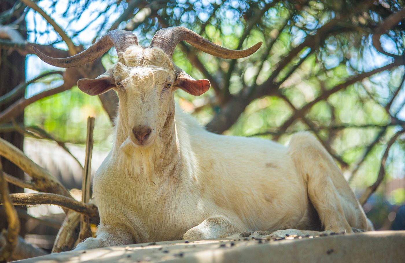 Lonicera--World-Sports-and-Entertainment-25