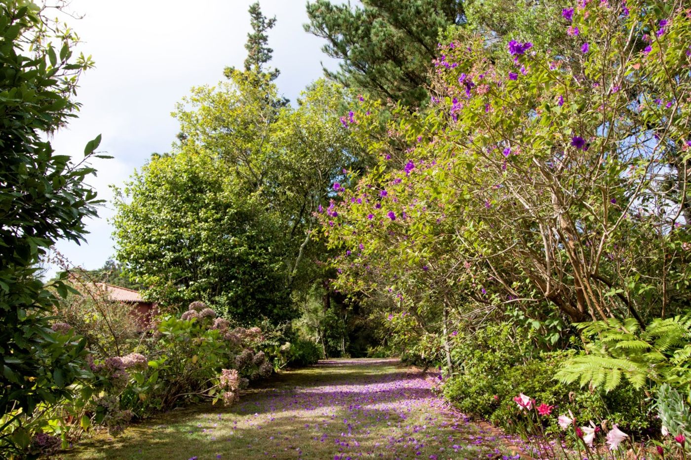Quinta-Santo-Antonio-Da-Serra-General-view-16