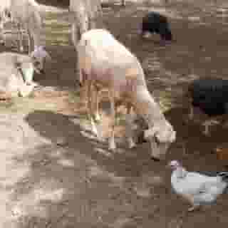 Ferme El Dar, 5 of 6