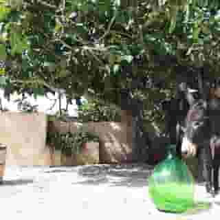 Masseria Fontana Di Vite, 3 of 5