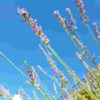 Apartments Silvija, 5 of 5