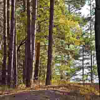 Vitoshko lale, 5 of 5