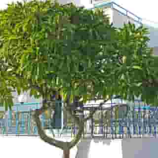 Summer Breeze, 1 of 5