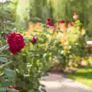 Villa Rosa Restaurant & Pension, 5 of 5