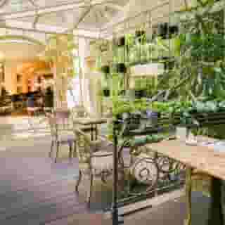 The Dominican, 3 of 5