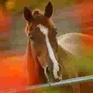 Jw Marriott Camelback Inn Scottsdale Resort & Spa, 1 of 5