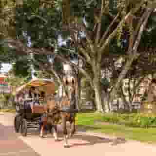 Blanca Paloma, 1 of 5