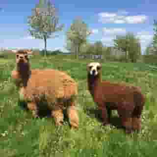 Campanile Val de France Ex Kyriad Disneyland, 4 of 5