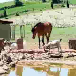 Popilia Country Resort, 4 of 5