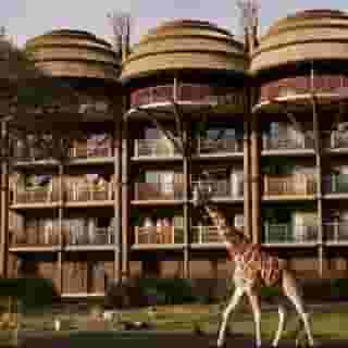Disneys Animal Kingdom Lodge, 5 of 5