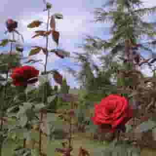 Popilia Country Resort, 3 of 5