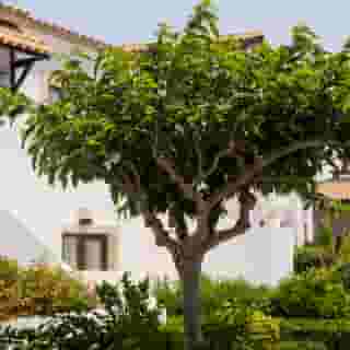 Aldemar Knossos Villas, 4 of 5