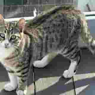 Istanbul Royal Hotel, 4 of 5