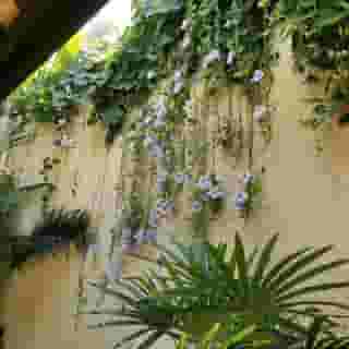 The Sanyas Suite, 3 of 5