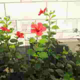 Apartments Ivica, 5 of 5