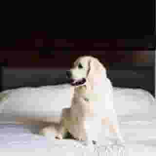 The Westin Seattle, 1 of 5