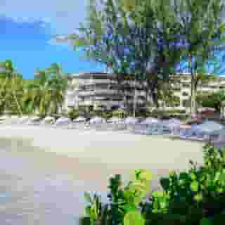 Bougainvillea Barbados, 1 of 5