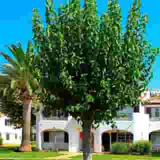 Son Bou Playa Gold, 4 of 5