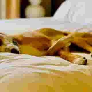 SonestaSimplySuites Houston Galleria MedicalCenter, 1 of 5