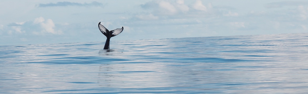 Bermuda whale