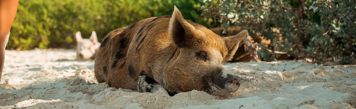 Bahamas - Pig Beach